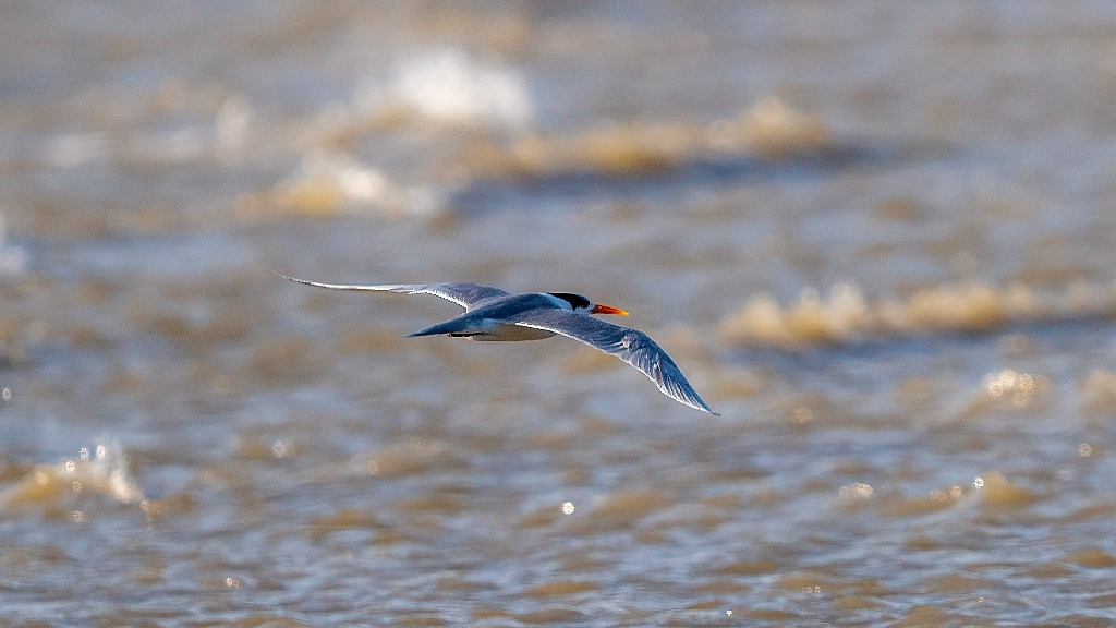 Caspian Tern